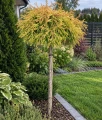 Thuja (Tuja) szczepiona Golden Tuffet na pniu w donicy