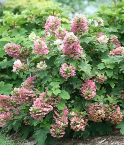 Hortensja dębolistna Ruby Slippers w donicy – niska, przebarwiająca się
