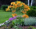 AZALIA WIELKOKWIATOWA GOLDEN LIGHTS