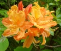 AZALIA WIELKOKWIATOWA GOLDEN LIGHTS