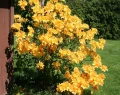 AZALIA WIELKOKWIATOWA GOLDEN LIGHTS