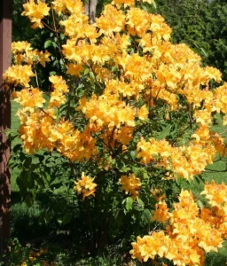 AZALIA WIELKOKWIATOWA GOLDEN LIGHTS W DONICY