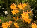 AZALIA WIELKOKWIATOWA GOLDEN LIGHTS