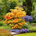 AZALIA WIELKOKWIATOWA GOLDEN LIGHTS
