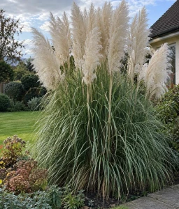 TRAWA PAMPASOWA WHITE FEATHER W DONICY