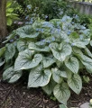 Brunnera wielkolistna Sea Heart w donicy