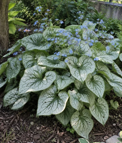 Brunnera wielkolistna Sea Heart w donicy