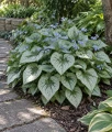 Brunnera wielkolistna Sea Heart w donicy