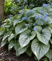 Brunnera wielkolistna Sea Heart w donicy