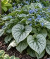 Brunnera wielkolistna Sea Heart w donicy