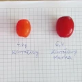 DEREŃ JADALNY KORALLOWYJ MARKA (SZCZEPIONY) W DONICY