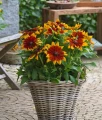 Rudbekia Sunbeckia® Mia w donicy