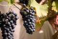 Winorośl Cabernet Cortis