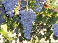 Winorośl Cabernet Cortis