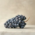 Winorośl Cabernet Cortis