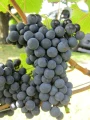 Winorośl Cabernet Cortis