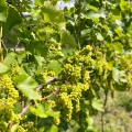 Winorośl Seyval Blanc w donicy