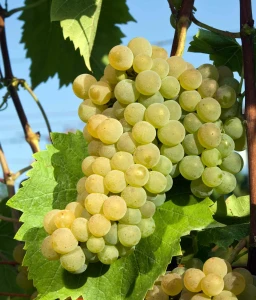 Winorośl Seyval Blanc w donicy
