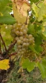 Winorośl Seyval Blanc w donicy
