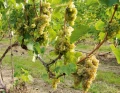 Winorośl Seyval Blanc w donicy