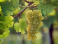 Winorośl Seyval Blanc w donicy