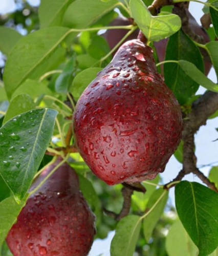 Grusza Red Bonkreta Williamsa (Czerwona)
