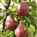 Grusza Red Bonkreta Williamsa (Czerwona)