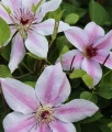 Clematis (Powojnik) Jan Paweł II w donicy