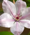 Clematis (Powojnik) Jan Paweł II w donicy