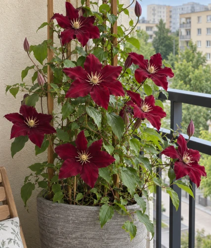 CLEMATIS (POWOJNIK) ROUGE CARDINAL W DONICY