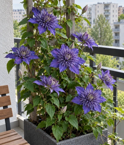 Clematis (Powojnik) Multi Blue w donicy