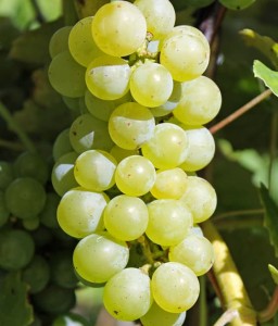 WINOROŚL IZA ZALIWSKA W DONICY