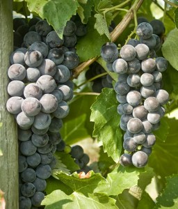 WINOROŚL SCHUYLER W DONICY