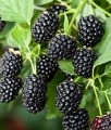JEŻYNA BEZKOLCOWA BLACK SATIN