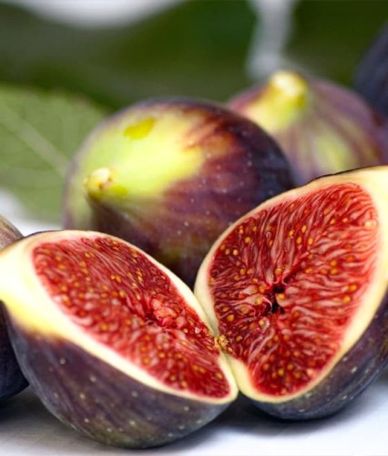 FIGOWIEC FIGI BROWN TURKEY W DONICY