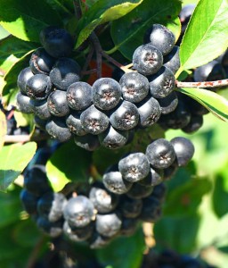 ARONIA CZARNA NERO