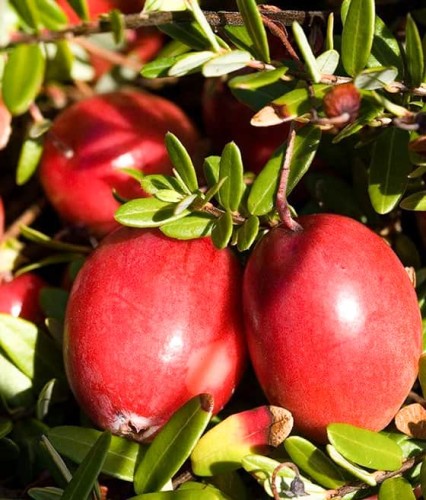 ŻURAWINA WIELKOOWOCOWA STEVENS