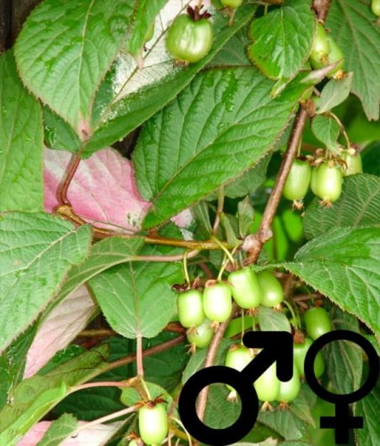 'Dr Szymanowski' AKTINIDIA PSTROLISTNA OBUPŁCIOWA W DONICY