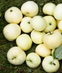 JABŁOŃ OLIWKA ŻÓŁTA