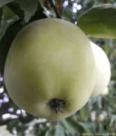 JABŁOŃ OLIWKA ŻÓŁTA (Papierówka)