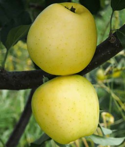 JABŁOŃ ANANAS BERŻENICKI