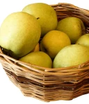 JABŁOŃ ANANAS BERŻENICKI
