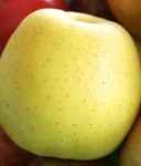 JABŁOŃ GOLDEN DELICIOUS