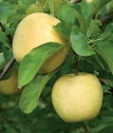 JABŁOŃ GOLDEN DELICIOUS
