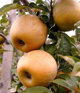 JABŁOŃ ZŁOTA RENETA