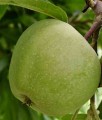 JABŁOŃ ZIMNIEJE LIMONNOJE
