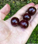 WIŚNIA NEFRIS