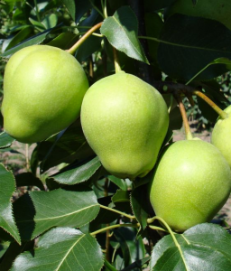 GRUSZA AZJATYCKA EARLY SHU W DONICY