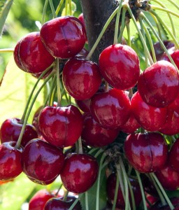 CZEREŚNIA SWEETHEART W DONICY