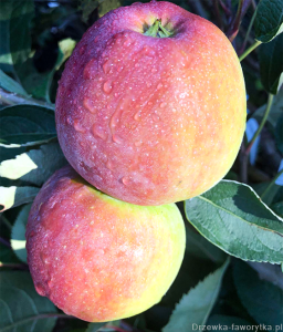 JABŁOŃ ŻELAŹNIAK